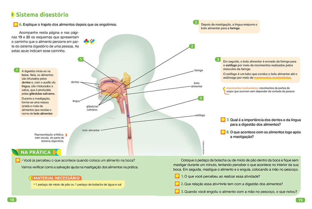 Nesta seção, são propostas atividades práticas que permitem aos alunos levantar hipóteses, manipular materiais, investigar, organizar as observações e trocar ideias sobre os resultados obtidos.